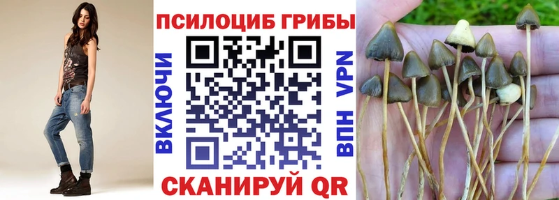 Купить  Тюмень  Галлюциногенные грибы Cubensis 